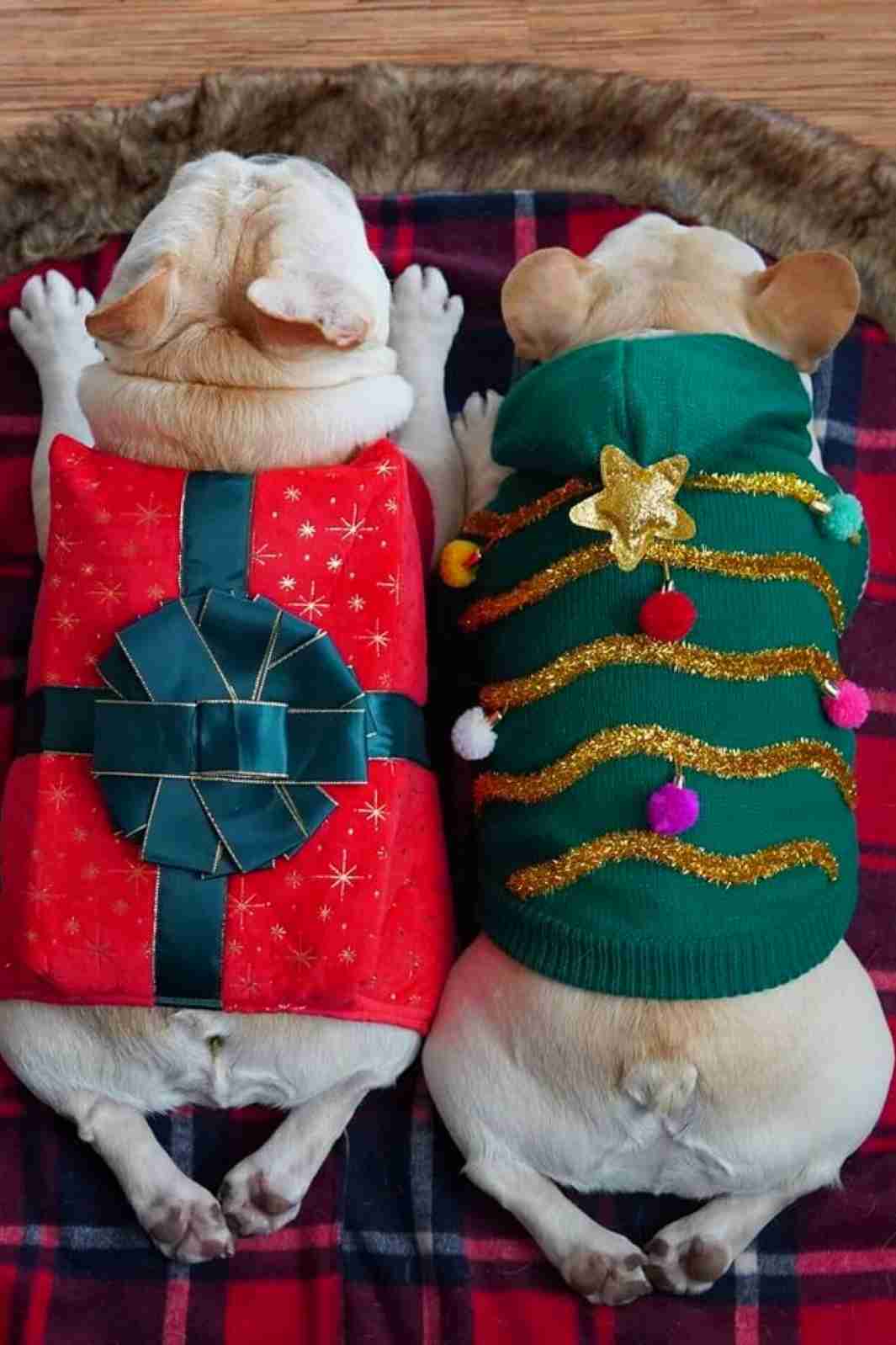 Celebrate Top Ten Christmas Dog Costumes with the Cutest French Bulldog Influencers on Instagram @hortonmcsnorton