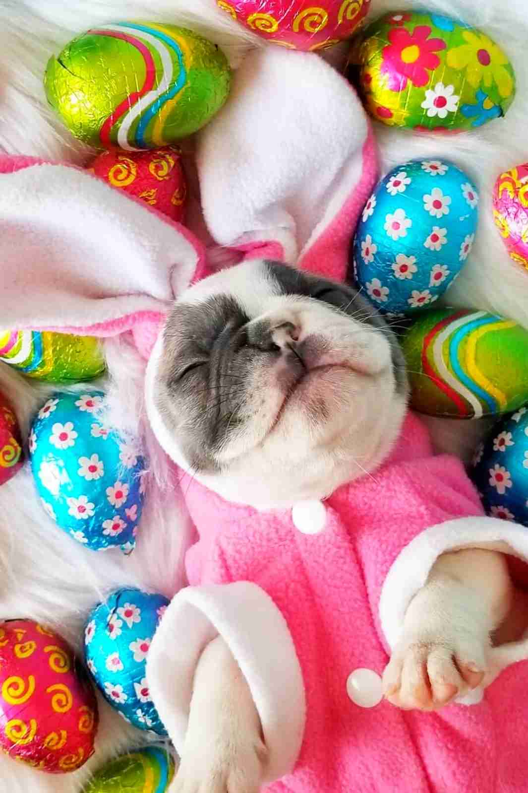 Celebrate Top Ten Easter Costumes for dogs with the Cutest French Bulldog Influencer on Instagram @outoftheblue_frenchies.