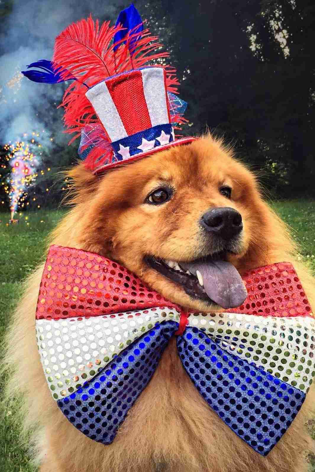 Celebrate 2020 Top Ten Fourth of July and Independence Day Costumes for Dogs with the Cutest Chow Chow Influencer on Instagram @izzy_the_chow.
