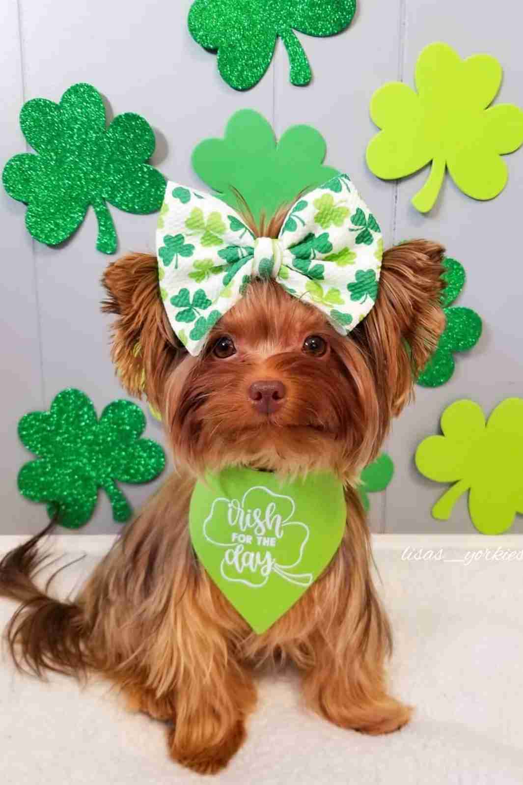 Celebrate Top Ten Saint Patrick's Day costumes for dogs with the Cutest Yorkie Influencer on Instagram @lisas_yorkies 