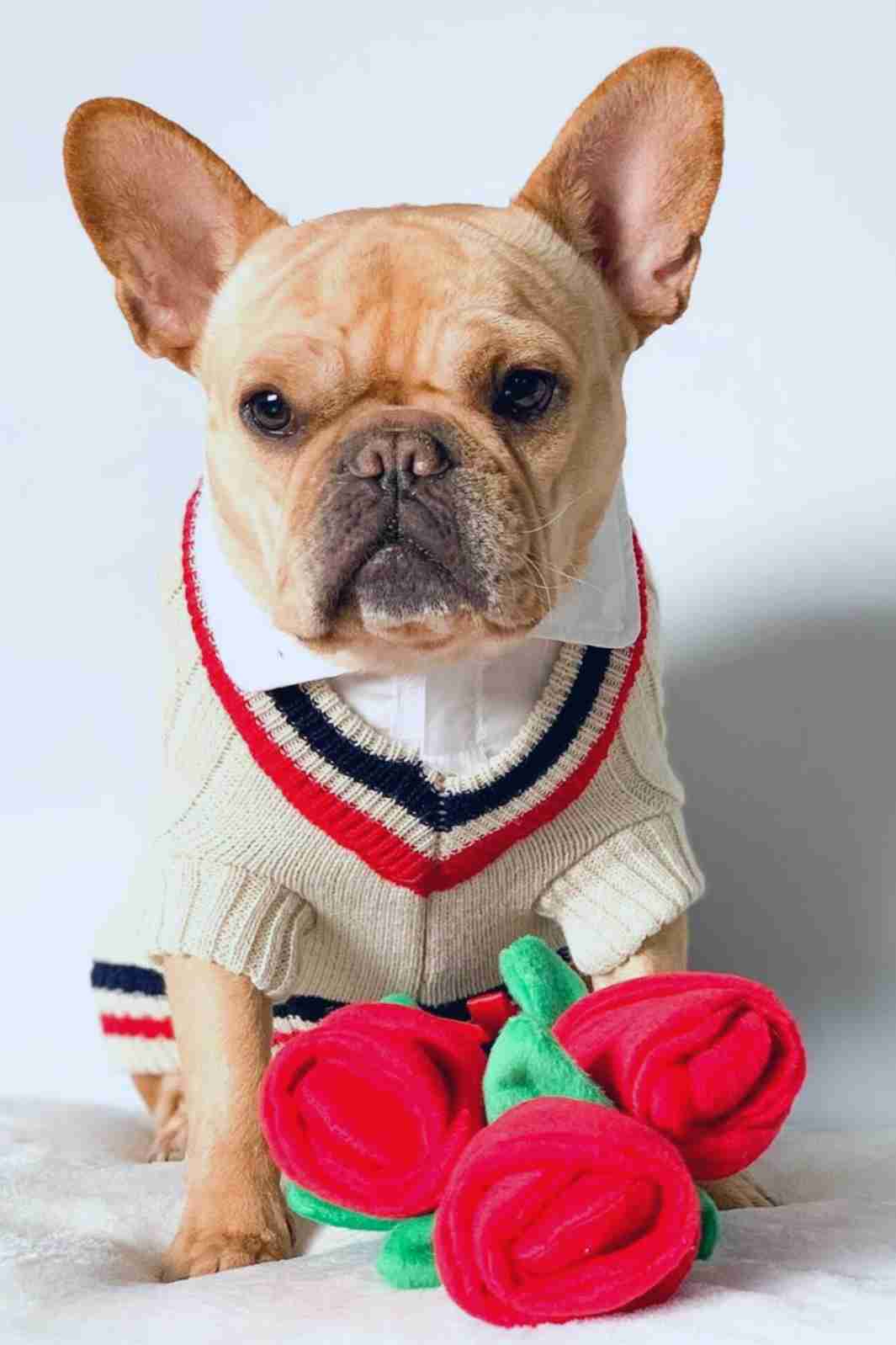 Celebrate Top Ten Valentine's Day Costumes for Dogs with the cutest French Bulldog Pet Influencer, @vincecincy on Instagram. 