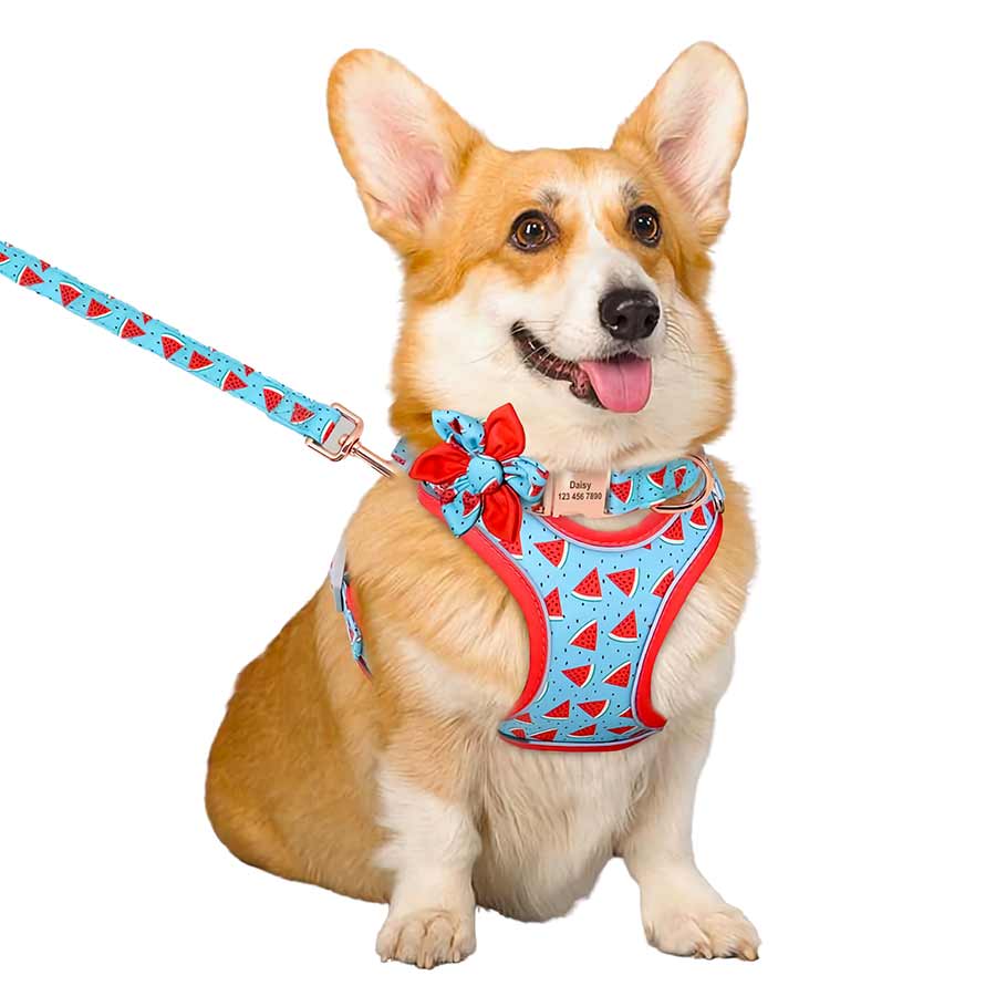 Adorable Corgi wearing Sweet Watermelon Yummy Dog Matching Harness, Collar & Leash Set from online dog clothing store they made me wear it.