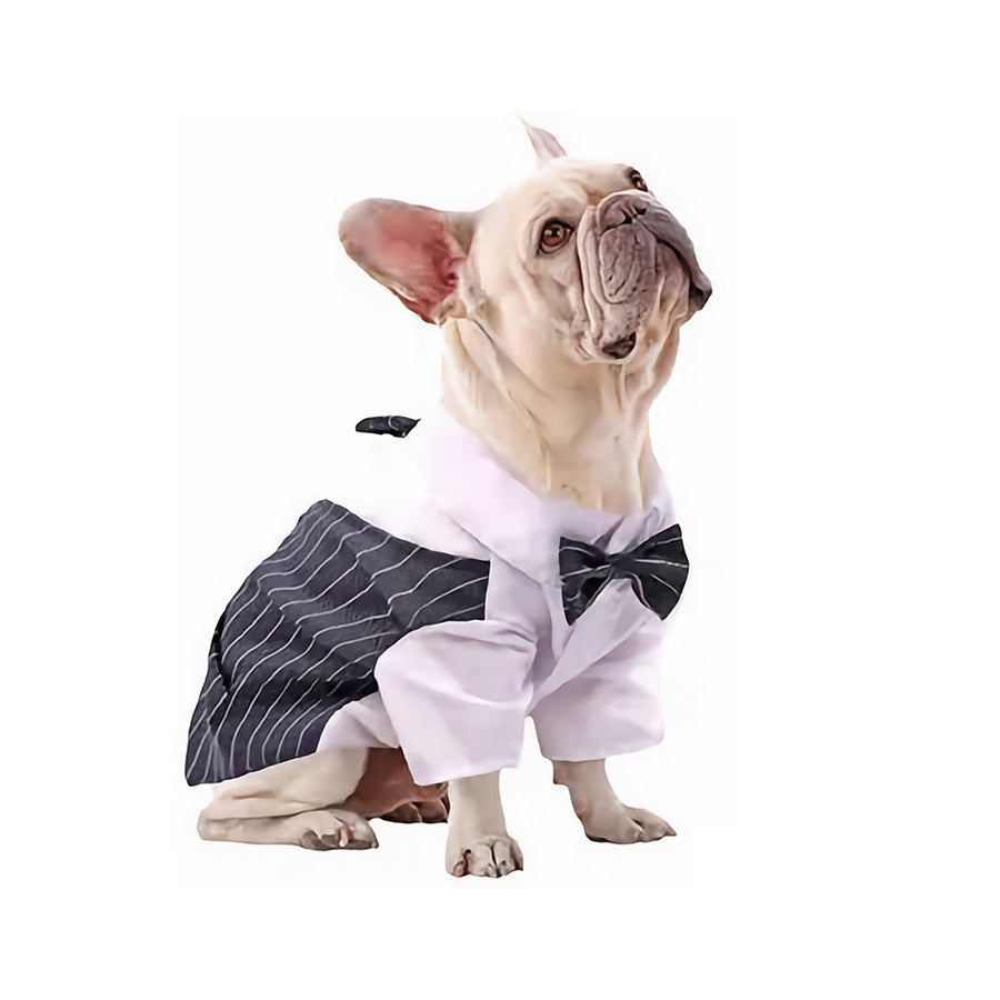 Popular Places to Dress Up Your Pooch in a 3-Piece Suit.