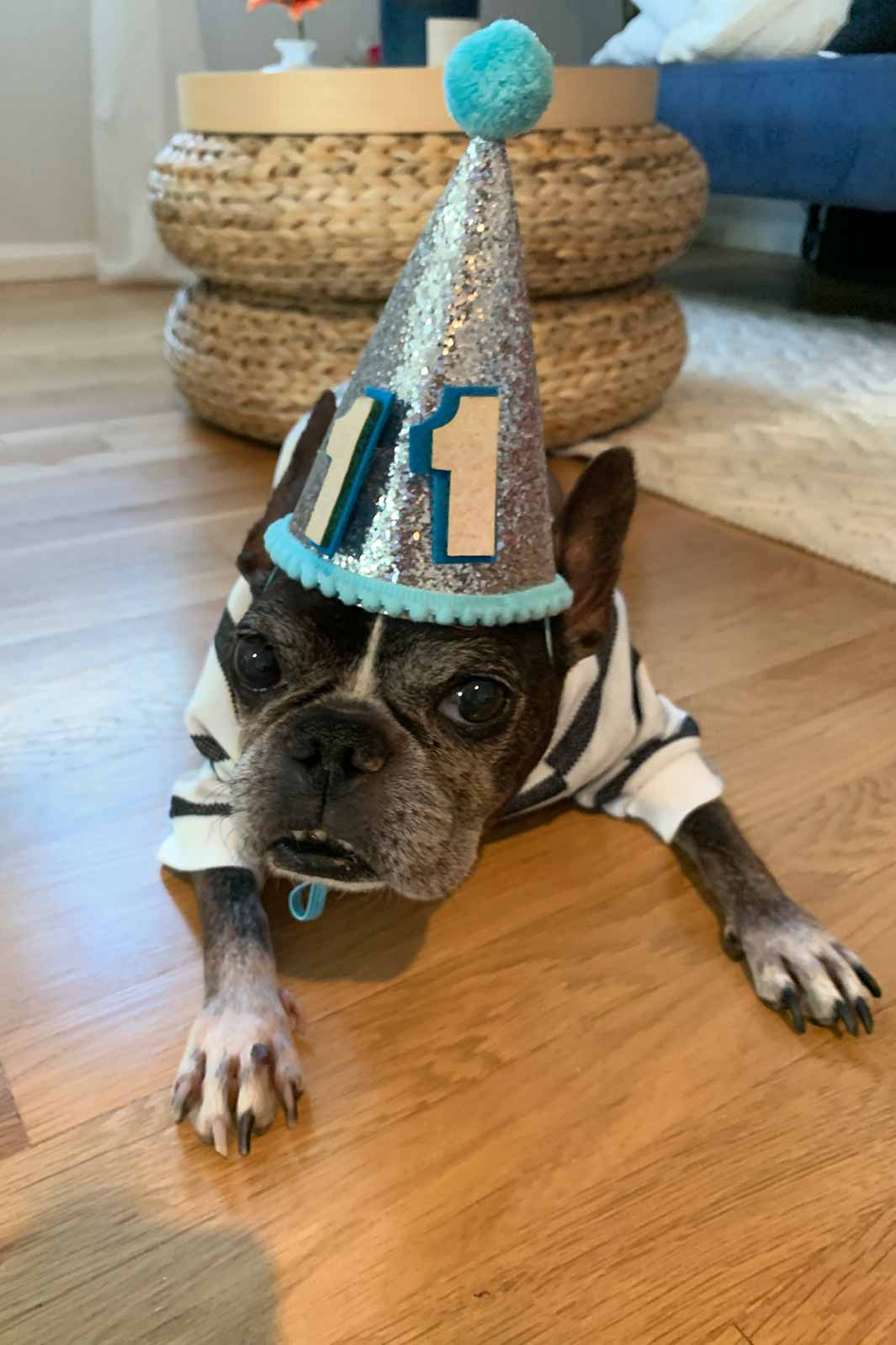 Dilla, French Bulldog and Boston Terrier mix, wearing a Birthday Hat to Celebrate his Eleventh Birthday.