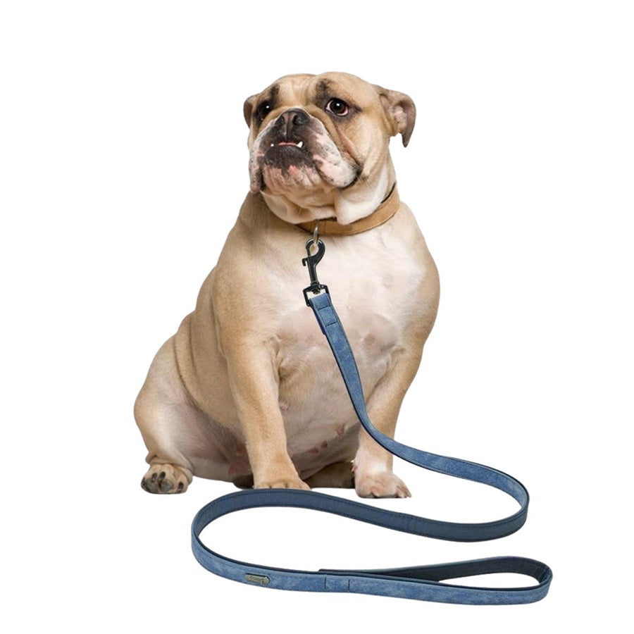 English Bulldog wearing the Milk Chocolate Leather Personalized Dog Collar and Steel Blue Leash Set from online dog clothing store they made me wear it.