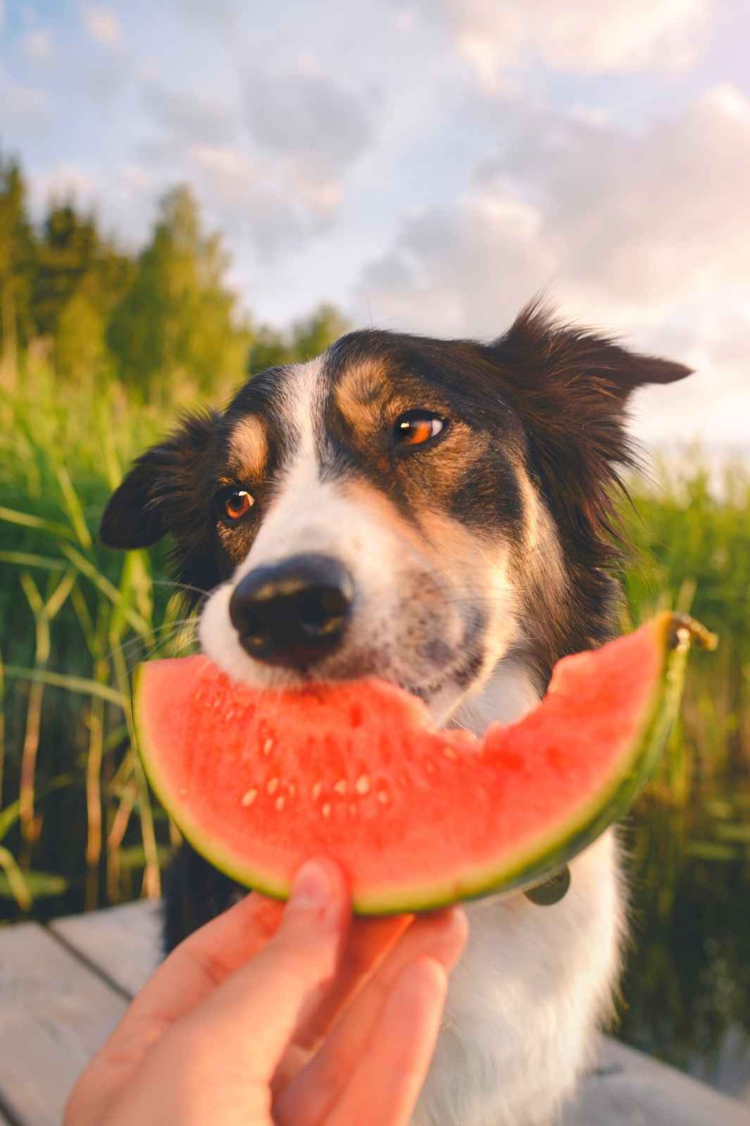 Adorable Collie eating a delicious watermelon on a hot summer day.