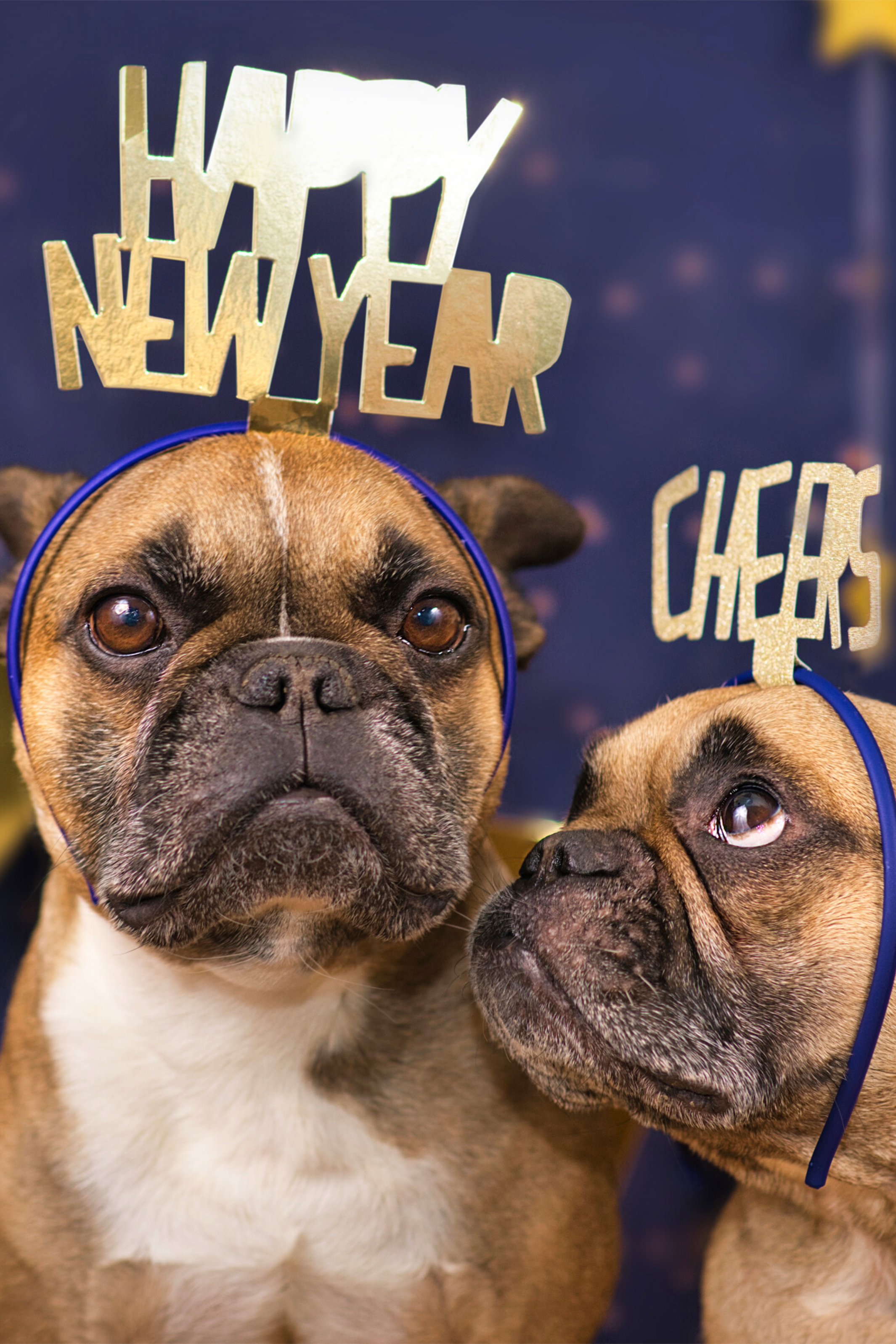 Two adorable French Bulldogs wearing Happy New Year headbands, cuddle next to each other, celebrating the New Year.