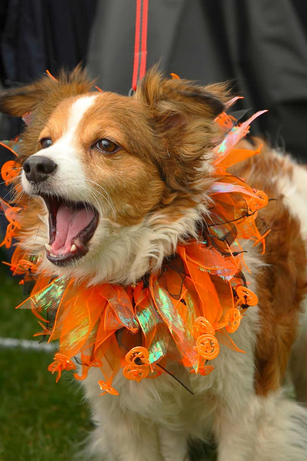 Adorable dog wearing a pumpkin and ruffle collar showing off their Halloween spirit.