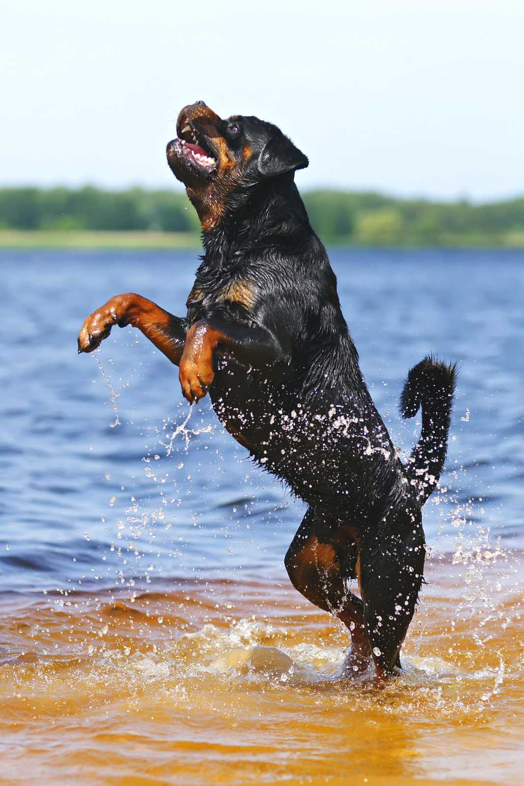 Adorable Rottweiler frolicking in the water at the beach on summer vacation.