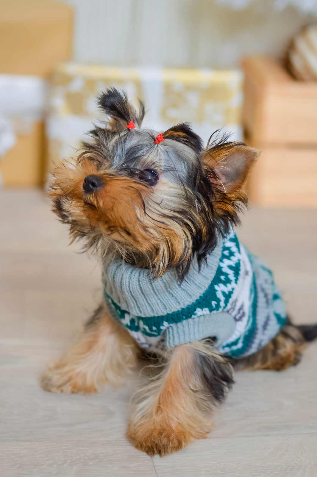 Adorable Yorkshire Terrier wearing a knitted dog sweater for the winter holiday season.