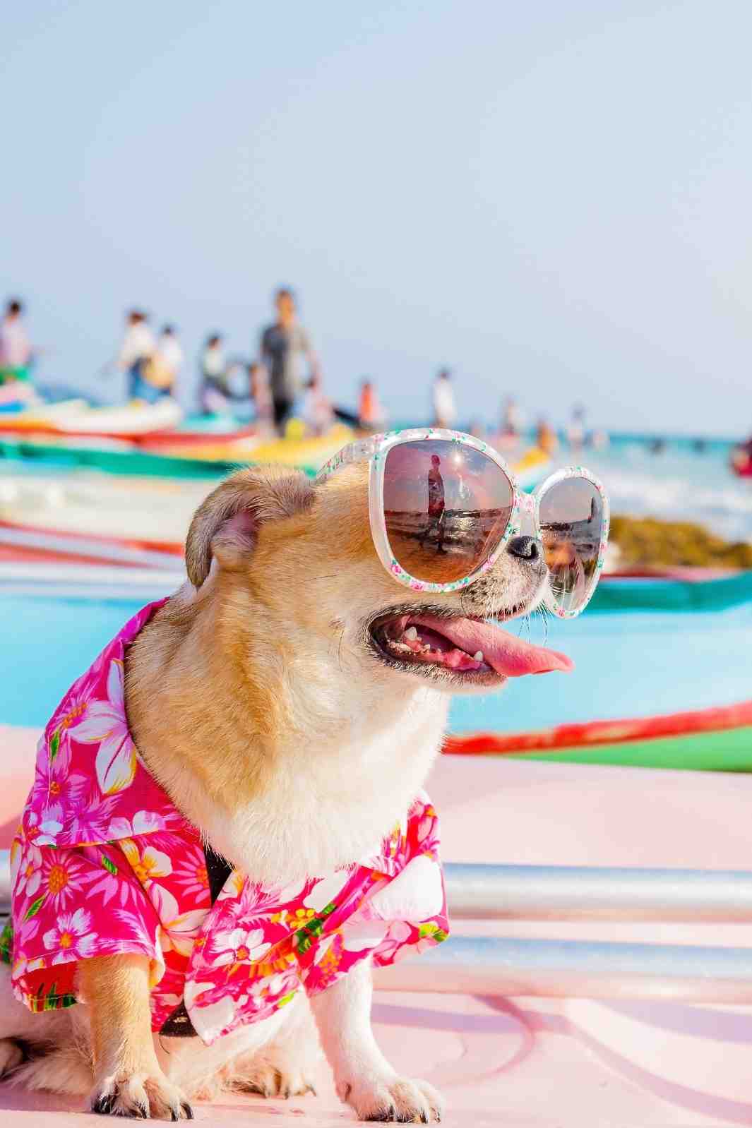 Precious Chihuahua looking super cool wearing sunglasses and a bright pink Hawaiian Dog Shirt.