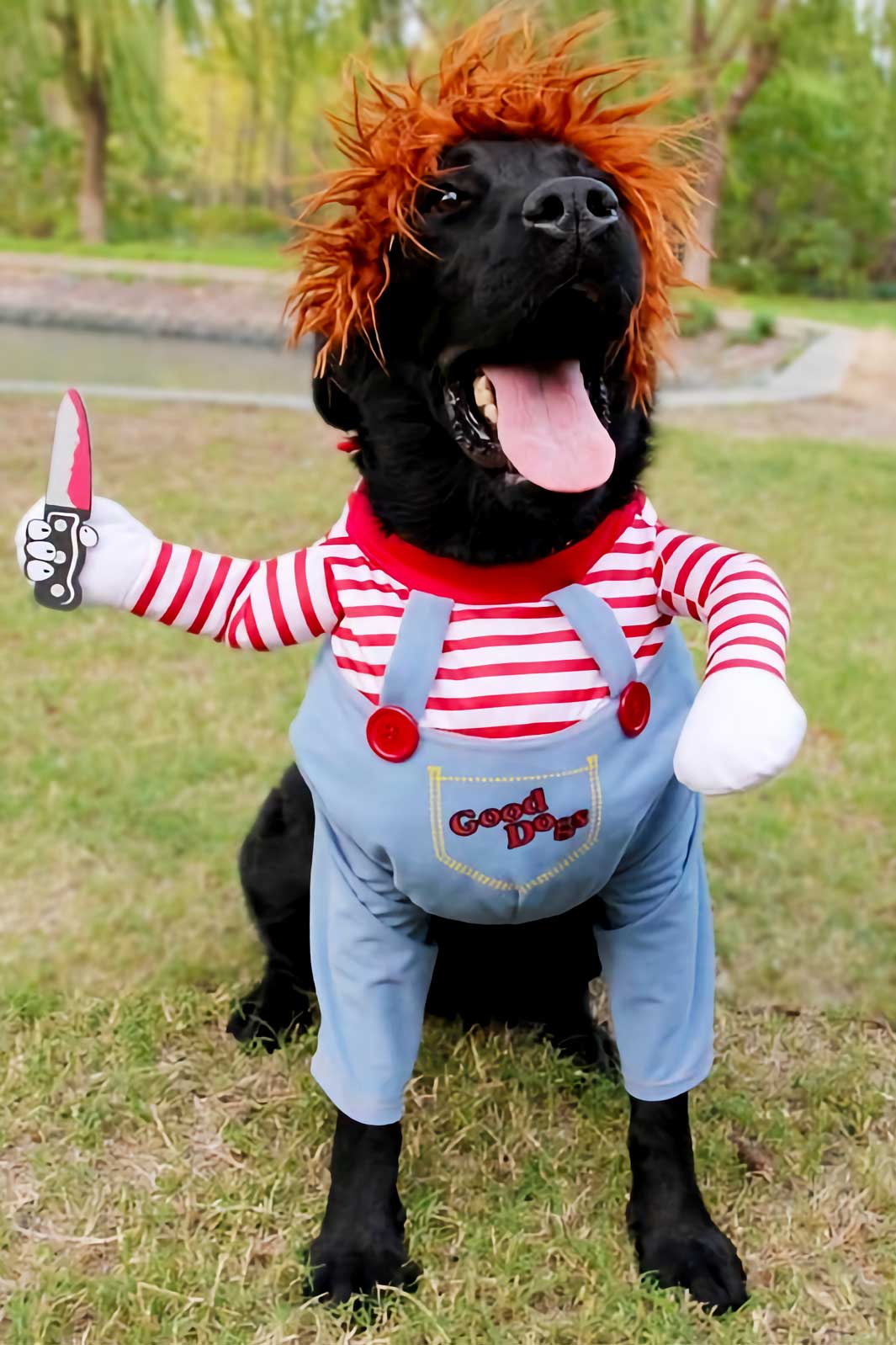 Chocolate Labrador wearing the Chucky Doll Deadly Killer Dog Halloween Dog Costume from online dog costume shop they made me wear it.