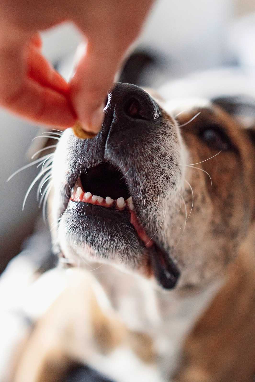 Close up of a dog laying on the bed, while dog owner puts dog treat in front of their nose.