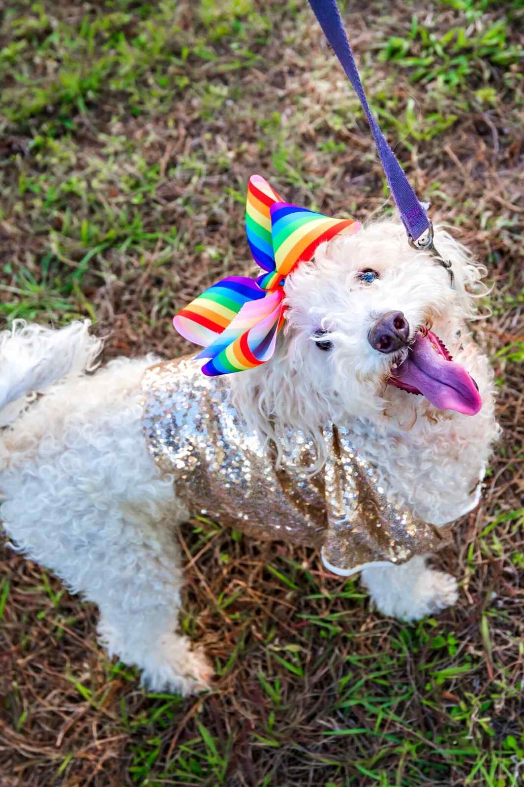 Cute Poodle Mix and rescued dog wearing a rainbow pride hair bow and a gold sequin shirt, celebrating Pride Month June 2022.