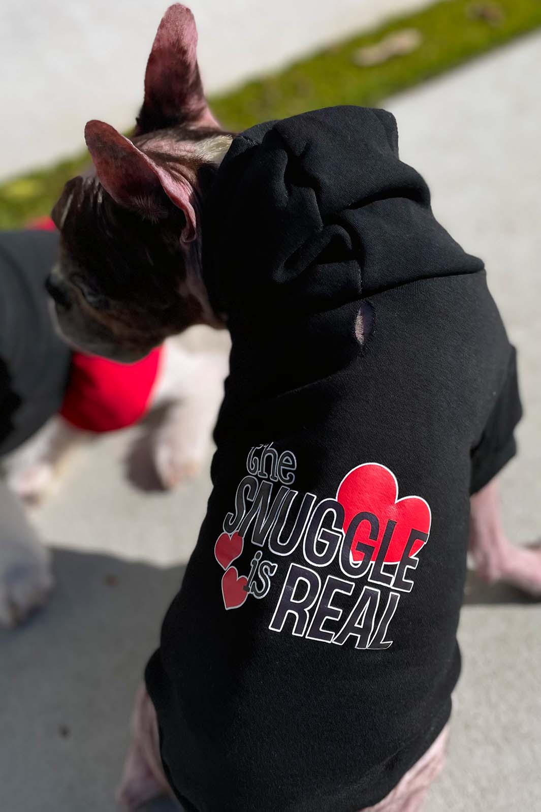 Dilla, a French Bulldog and Boston Terrier mix, sitting down and showing off the back of The Snuggle is Real Black Dog Hoodie from online dog clothing store they made me wear it.