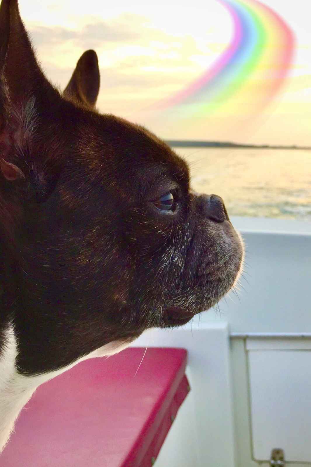 Dilla, a French Bulldog and Boston Terrier mix who crossed over the Rainbow Bridge, looking out to the sea and the great beyond.