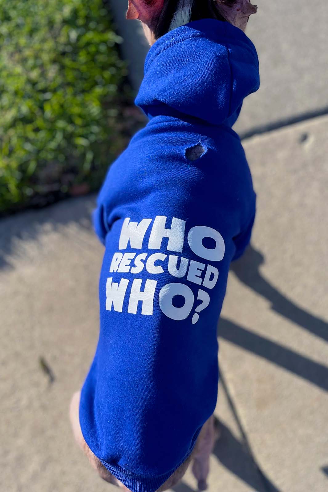 Dilla, a French Bulldog and Boston Terrier mix standing up and wearing the Who Rescued Who Royal Blue Dog Hoodie from online dog clothing store they made me wear it.