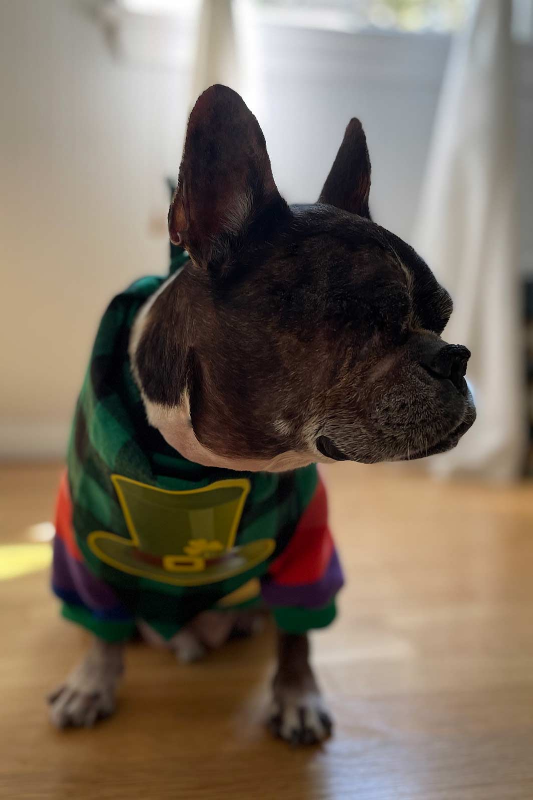 Dilla, French Bulldog and Boston Terrier mix, wearing his St. Patrick's Day Leprechaun Top Hat Bandana has eye removal surgery.