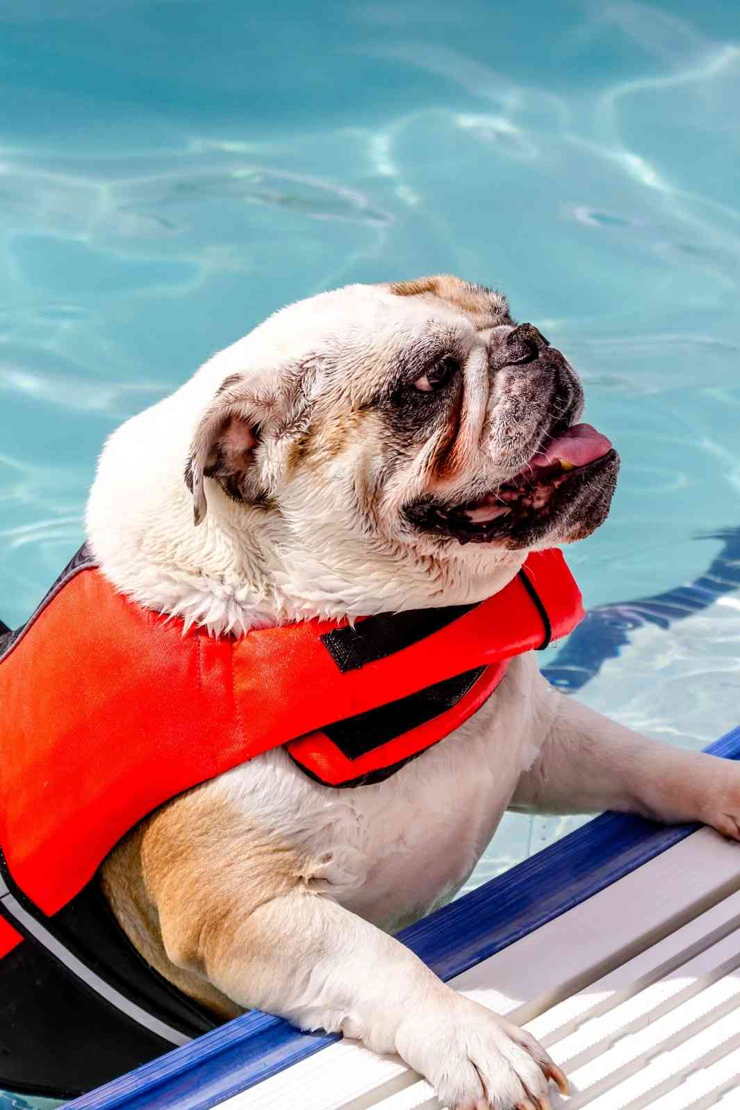 English Bulldog with tongue out, climbing out of a swimming pool wearing a red life jacket.