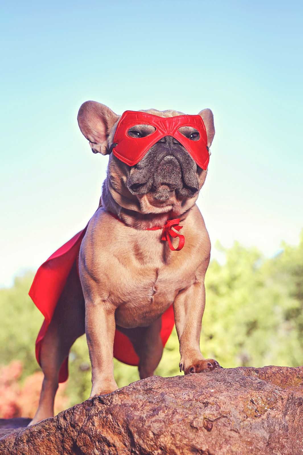 French Bulldog standing on a rock ledge, looking out wearing a red cape and mask.