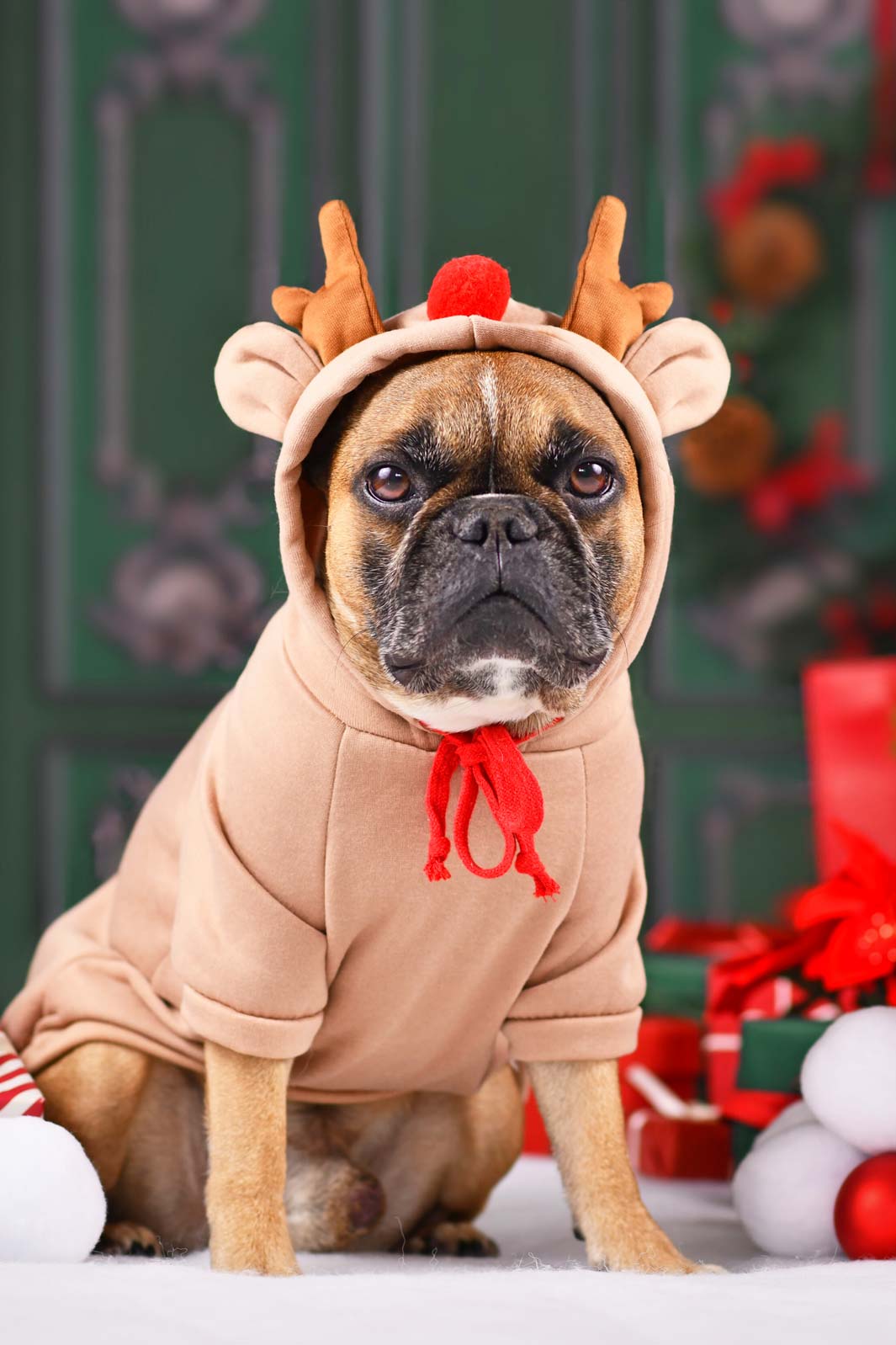 French bulldog wearing Christmas reindeer dog hoodie and celebrating new family traditions for the holidays.