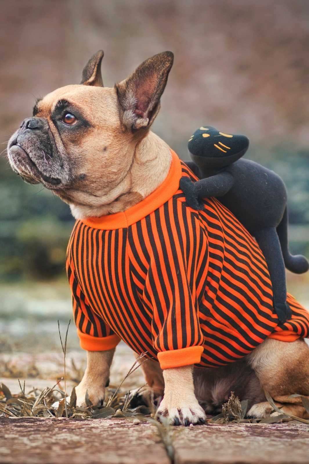 French Bulldog wearing a Striped Black and Orange Dog Sweater with a black cat on the back, the perfect Halloween dog costume.