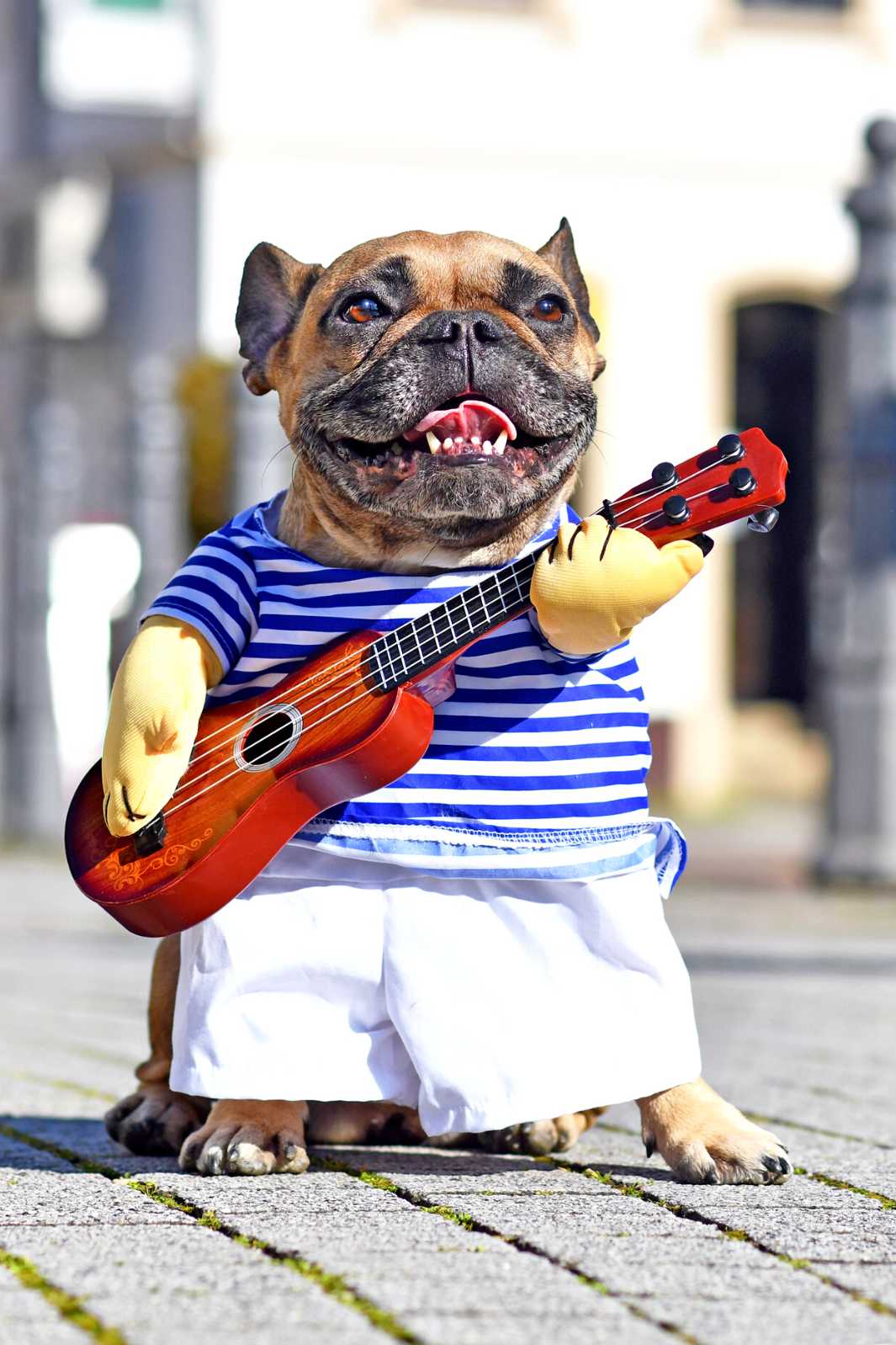 French Bulldog standing on a pier, dressed up in the Guitarist Dog Costume from online dog costume shop they made me wear it.