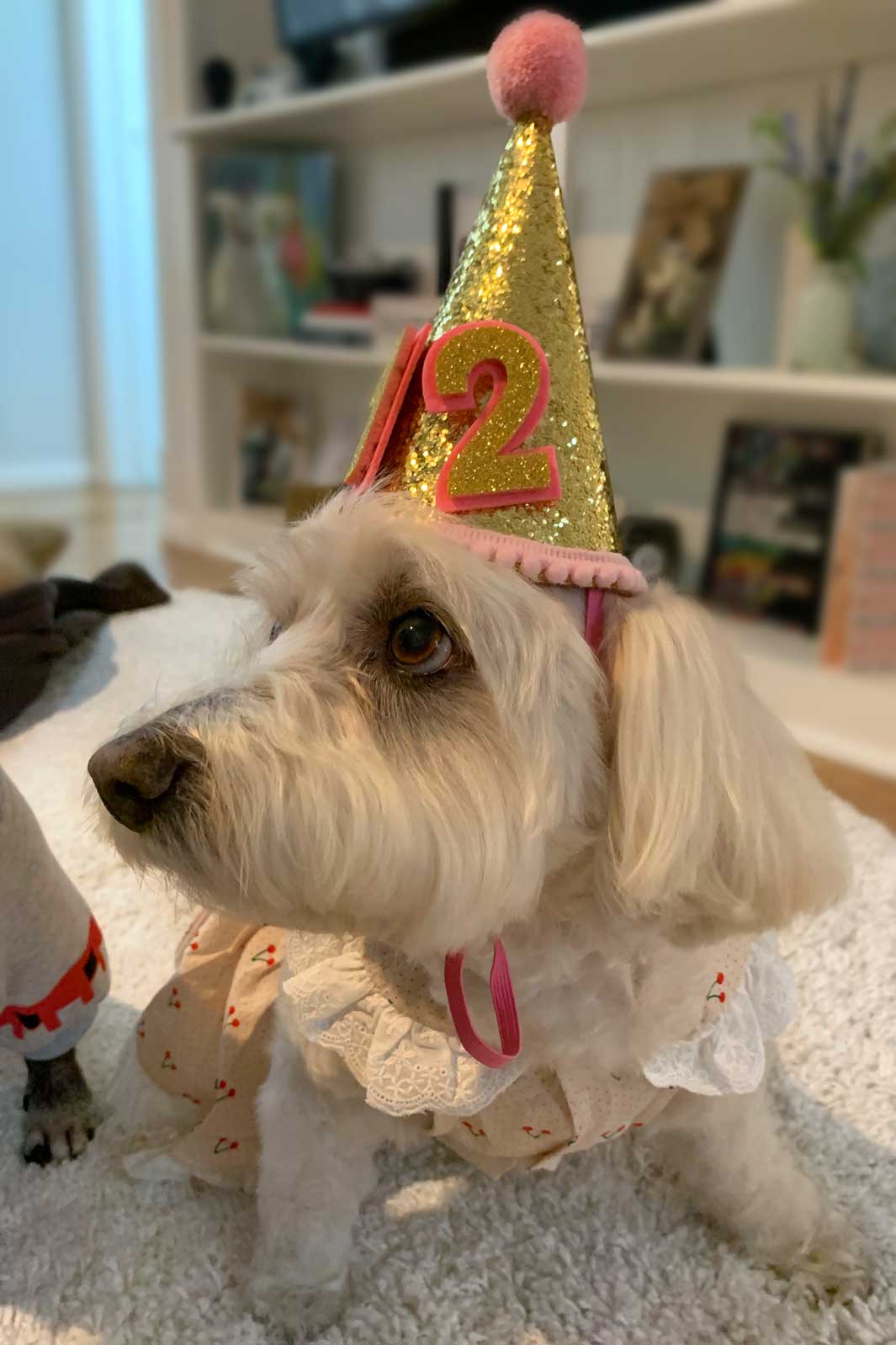 Willow, Bichon Frise, Maltese and Havanese mix, wearing a happy birthday hat celebrates her b-day with birthday cake from The Dog Bakery in Pasadena, California.