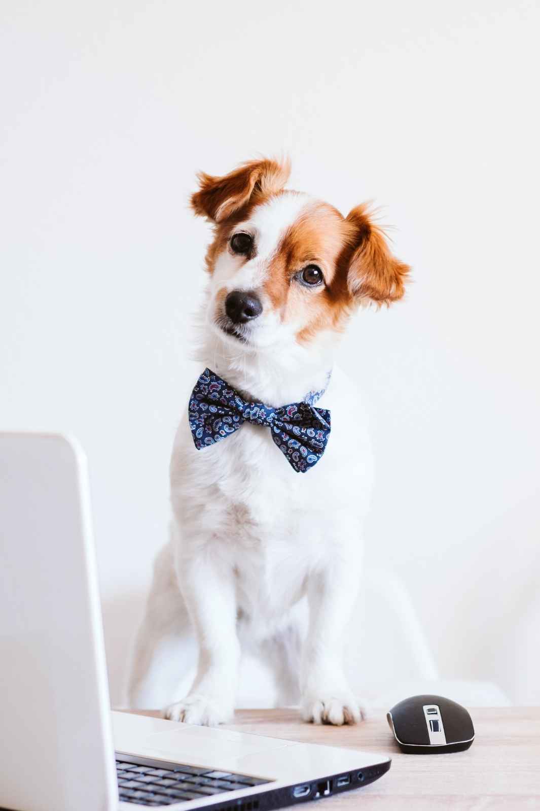 Adorable Jack Russell Terrier with bow tie for 5 Reasons to Take Your Dog Work Week.