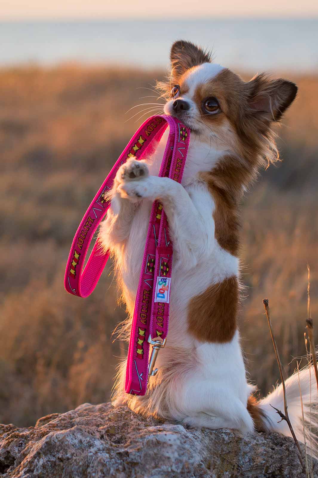 Adorable long-hair chihuahua biting their pink leash at the beach. A guide to Leash Training Your Dog.