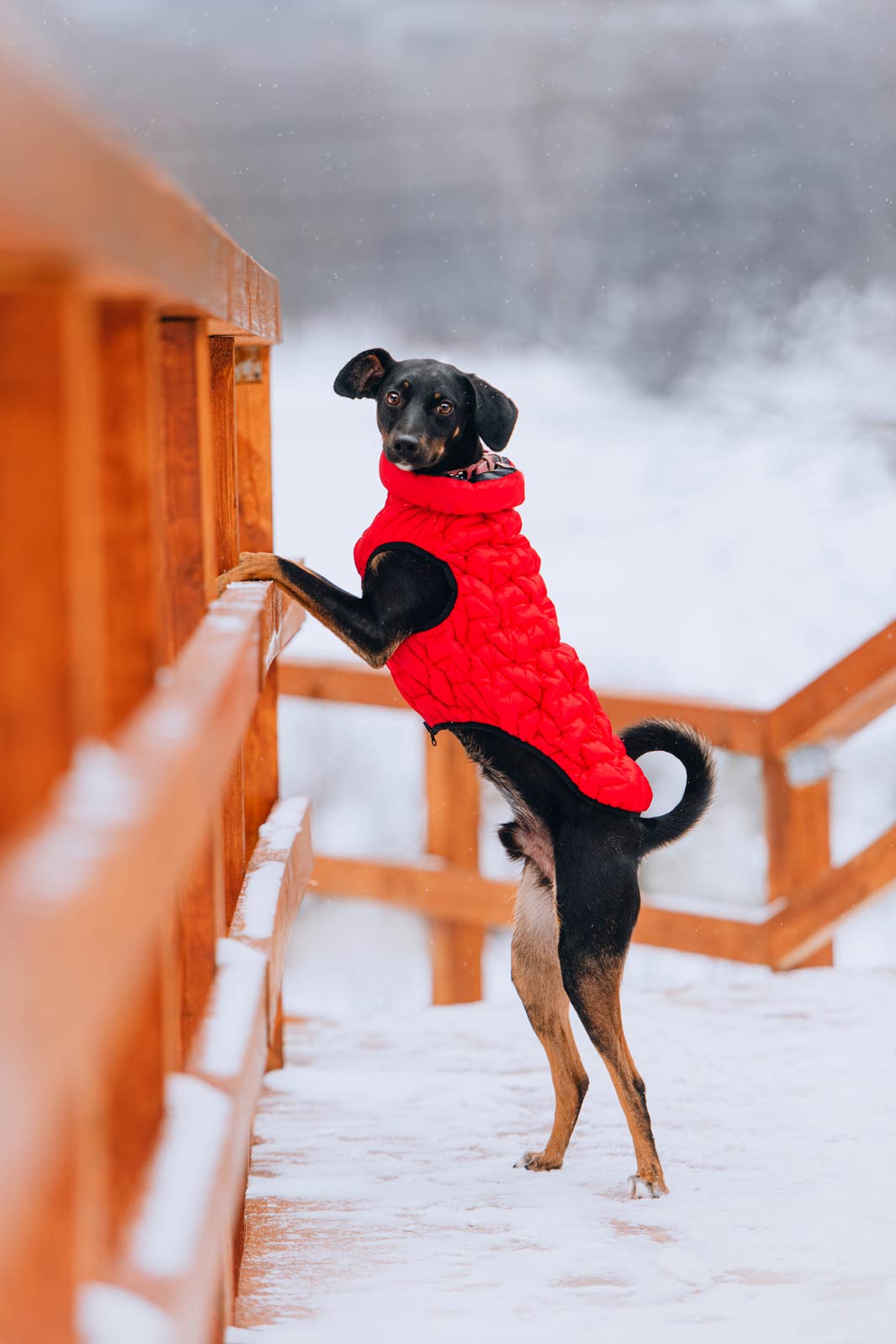 Mix breed dog wearing a bright red winter jacket staying warm and keeping cool outdoors.