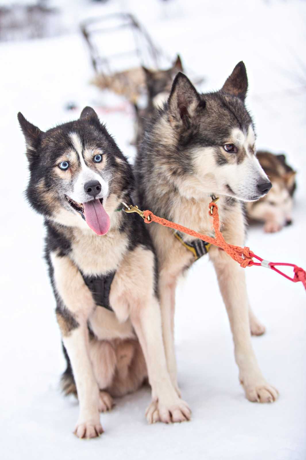 Northern Husky Sled Dogs in the snow during the winter holiday season.