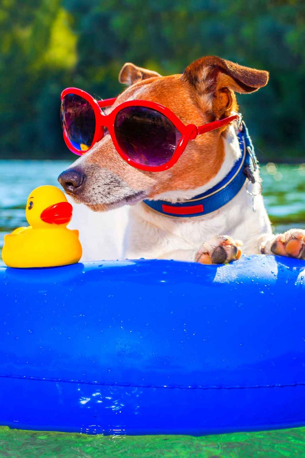 Rubber Duckey and a Jack Russell Terrier wearing big red sunglasses on an inflatable blue float, drifting down a lake on a hot summer day.