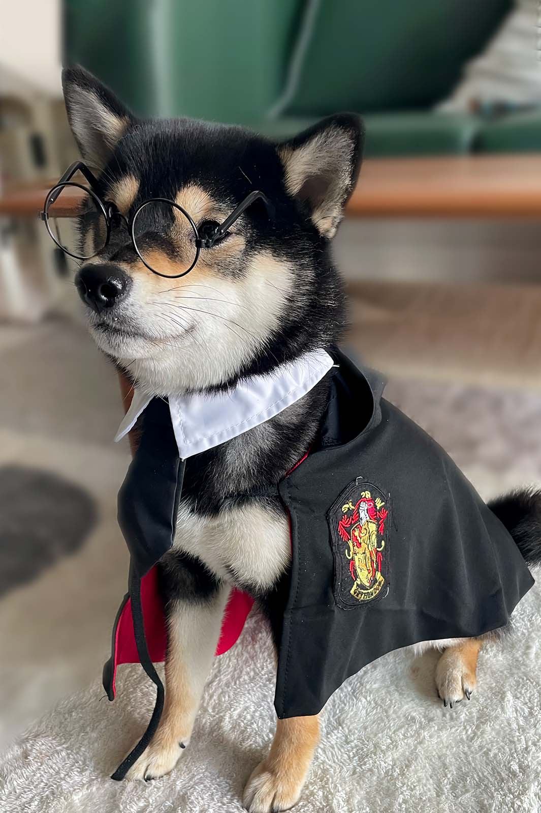 Shiba Inu puppy wearing Harry Pupper Gryffindog Dog Costume - Magical Dog Cloak Ensemble complete with dog reading glasses plus a white collar & black dog tie from online dog costume shop they made me wear it.