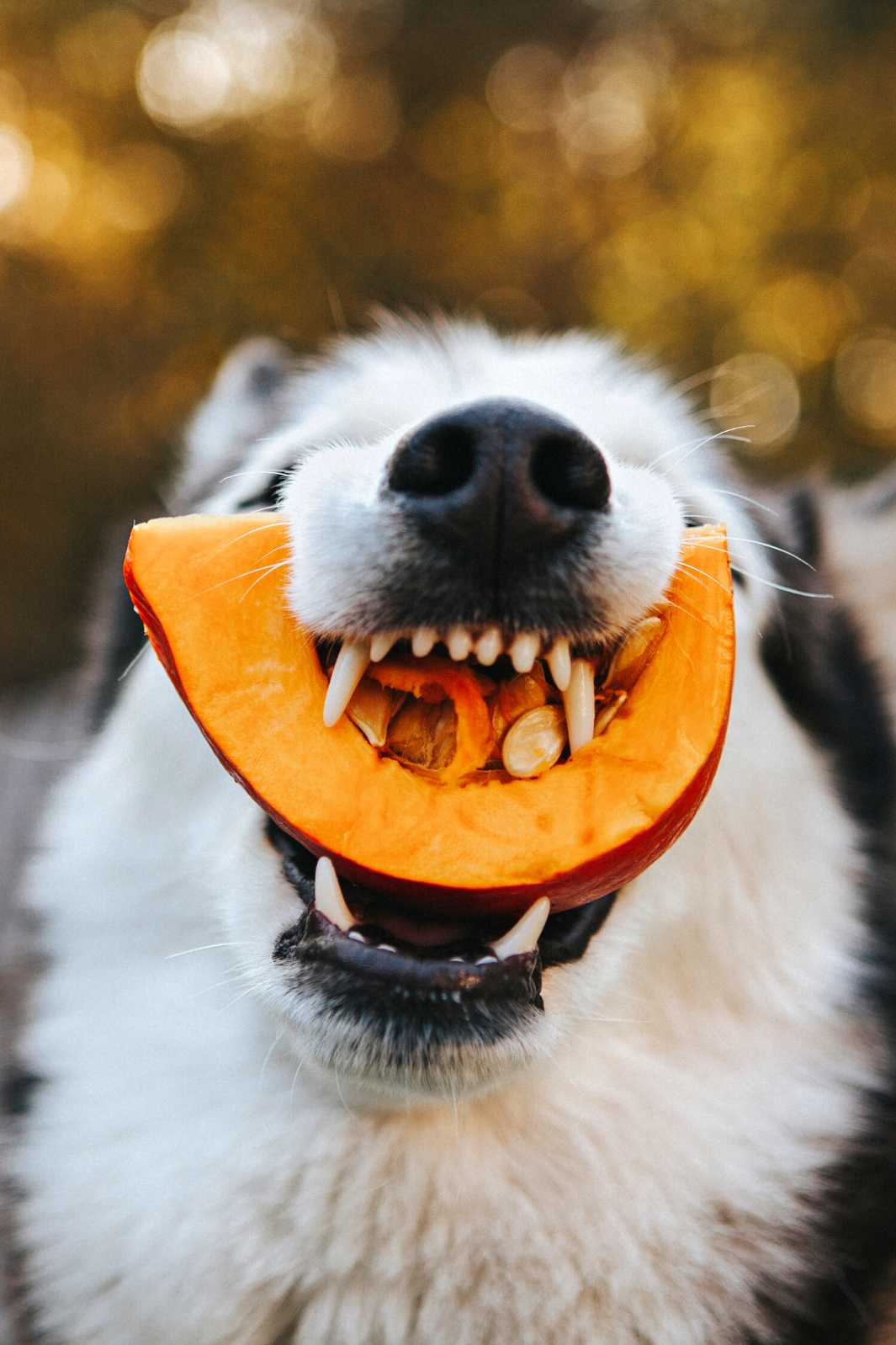 Siberian Husky Dog eating a slice of pumpkin as a dog treat.