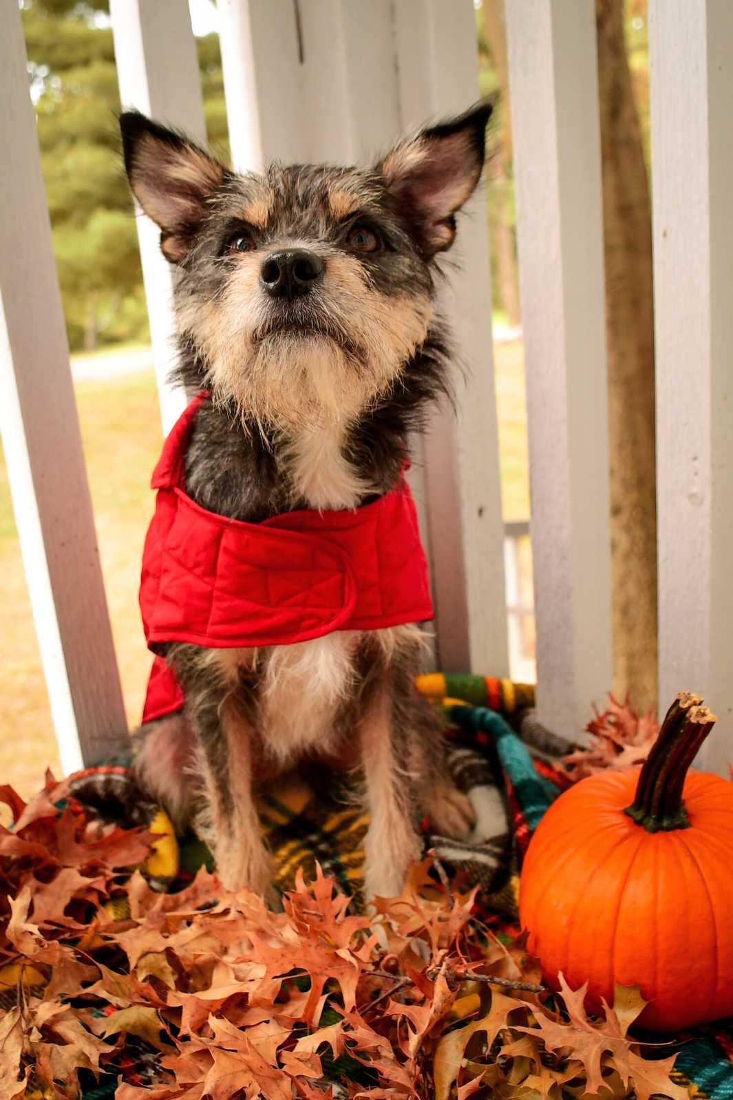 How to Transition Your Dog's Wardrobe from Summer to Fall