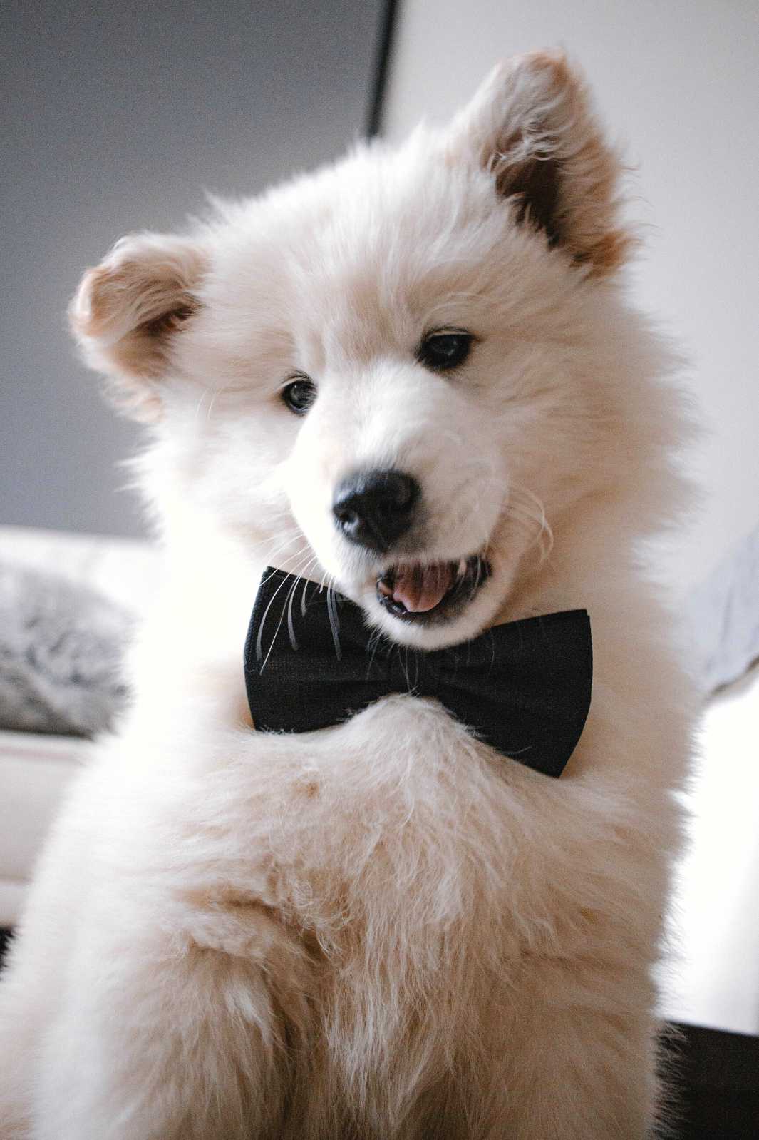 Adorable Samyoed wearing a bow tie, one of the Top 6 Most Expensive Dog Breeds in 2022.