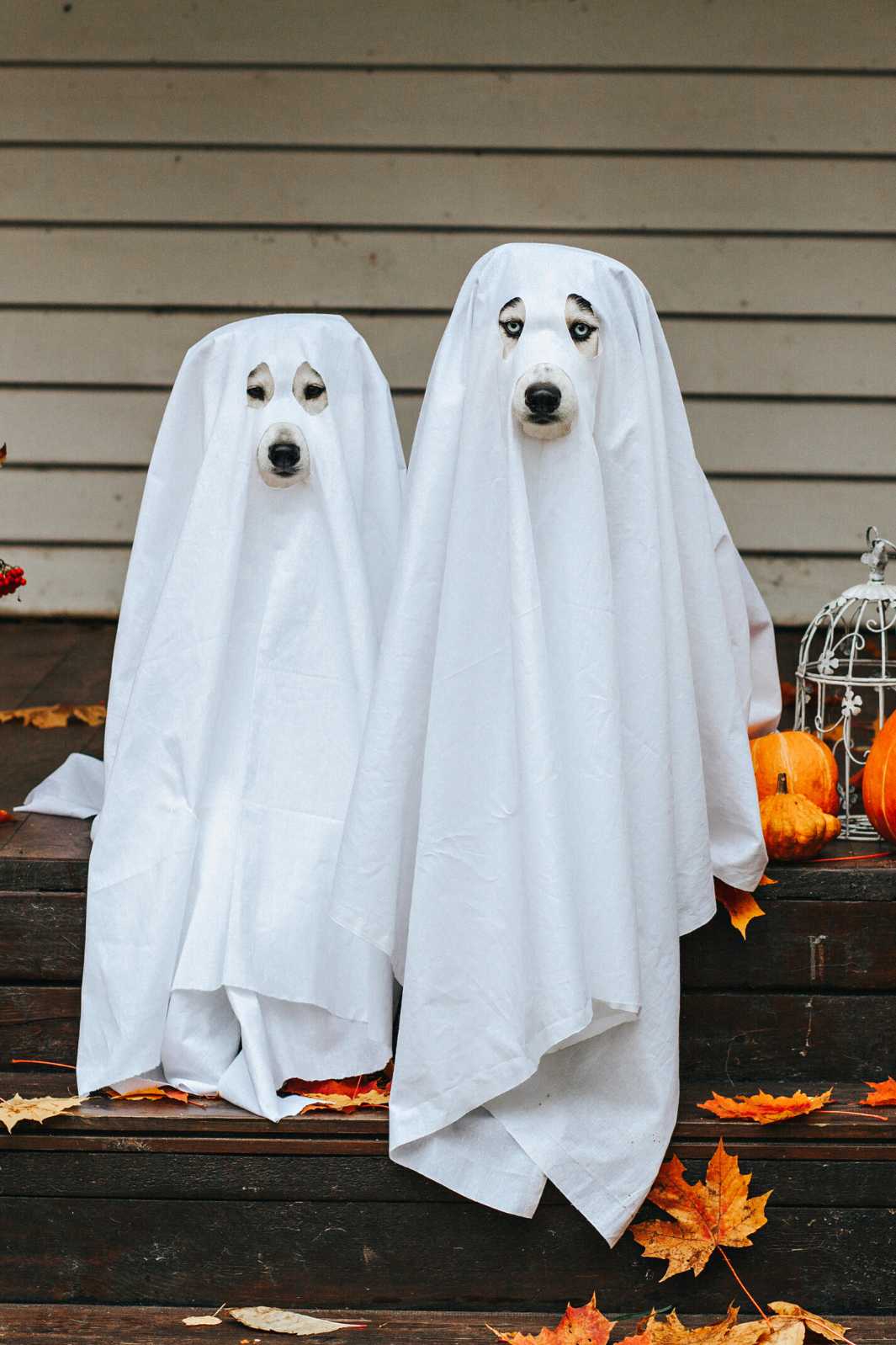 Two husky dogs dressed in ghost costume, sitting on the front porch steps for Halloween house party.