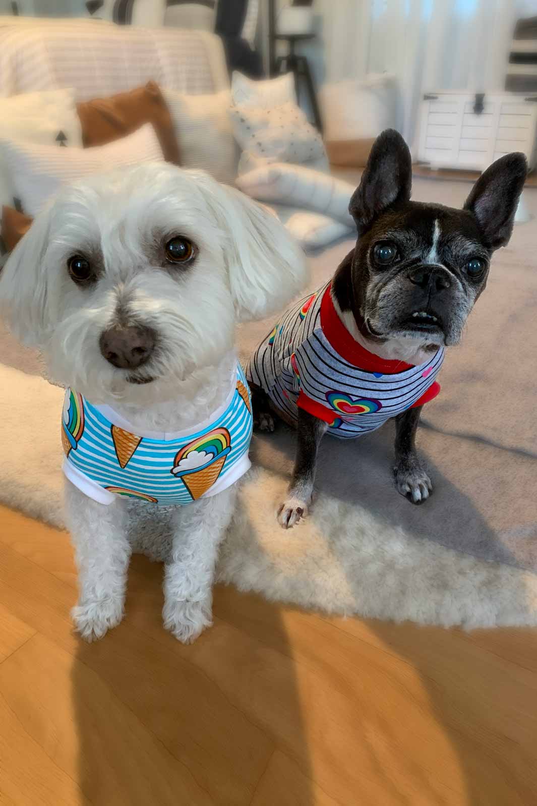 Willow, Bichon Frise, Maltese and Havanese mix and Dilla, French Bulldog and Boston Terrier mix modeling Jax & Molly's PJs.