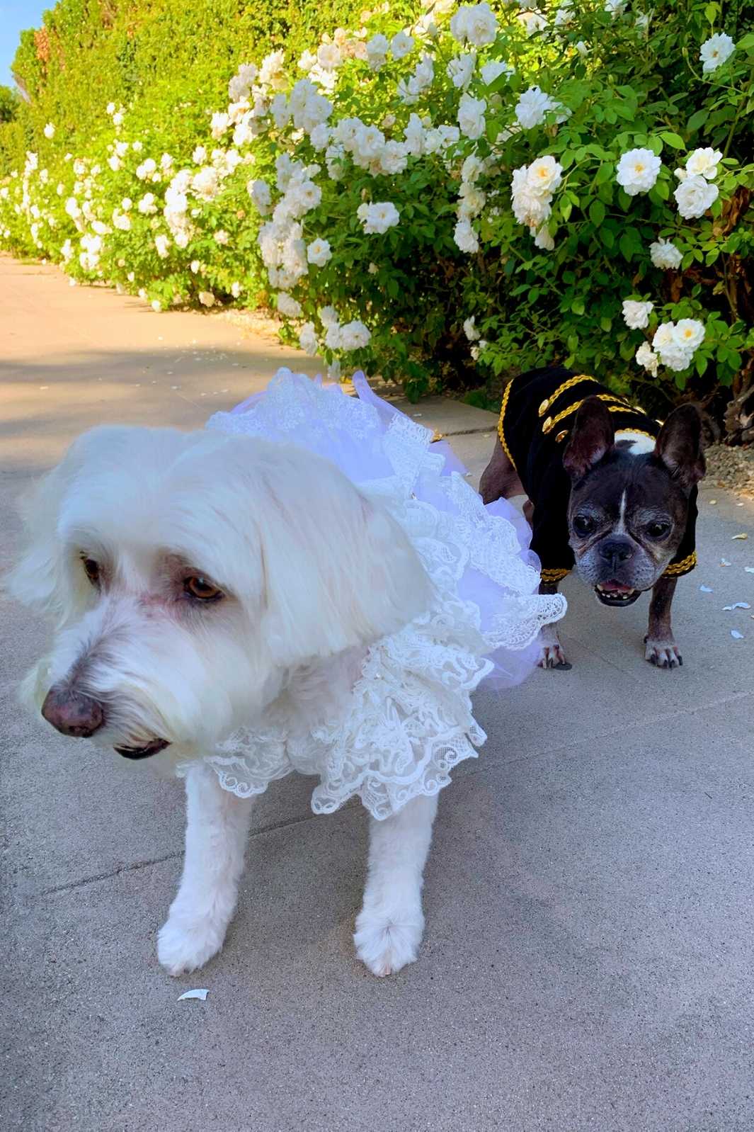 Willow, Bichon Frise, Maltese & Havanese mix, and Dilla, French Bulldog and Boston Terrier mix, wearing luxury dog clothes from online posh puppy boutique they made me wear it on National Dress Up Your Pet Day.