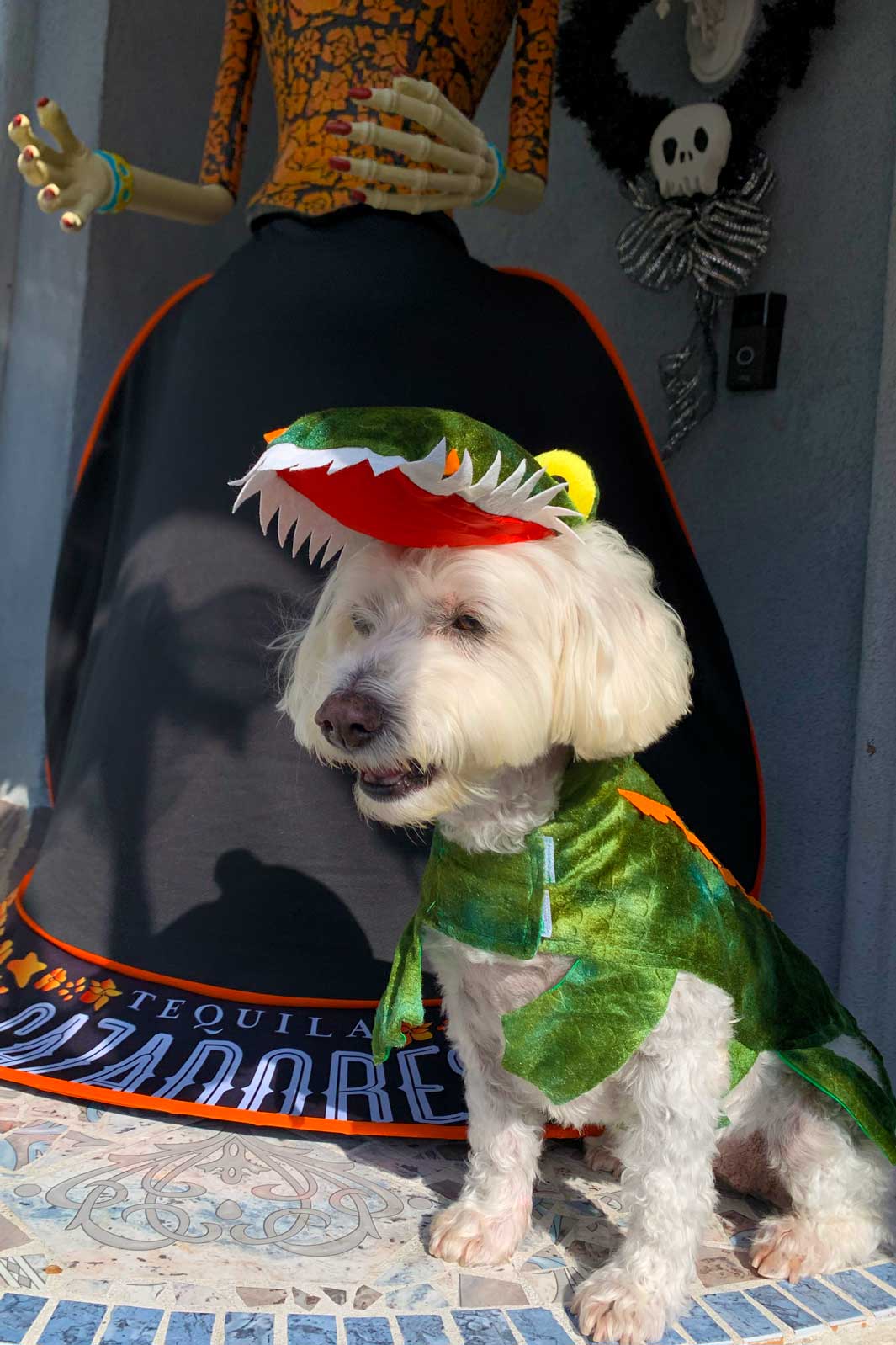 Willow a Bichon Frise, Maltese and Havanese mix wearing the Crocodile Halloween Dog Costume from online dog costume shop they made me wear it.