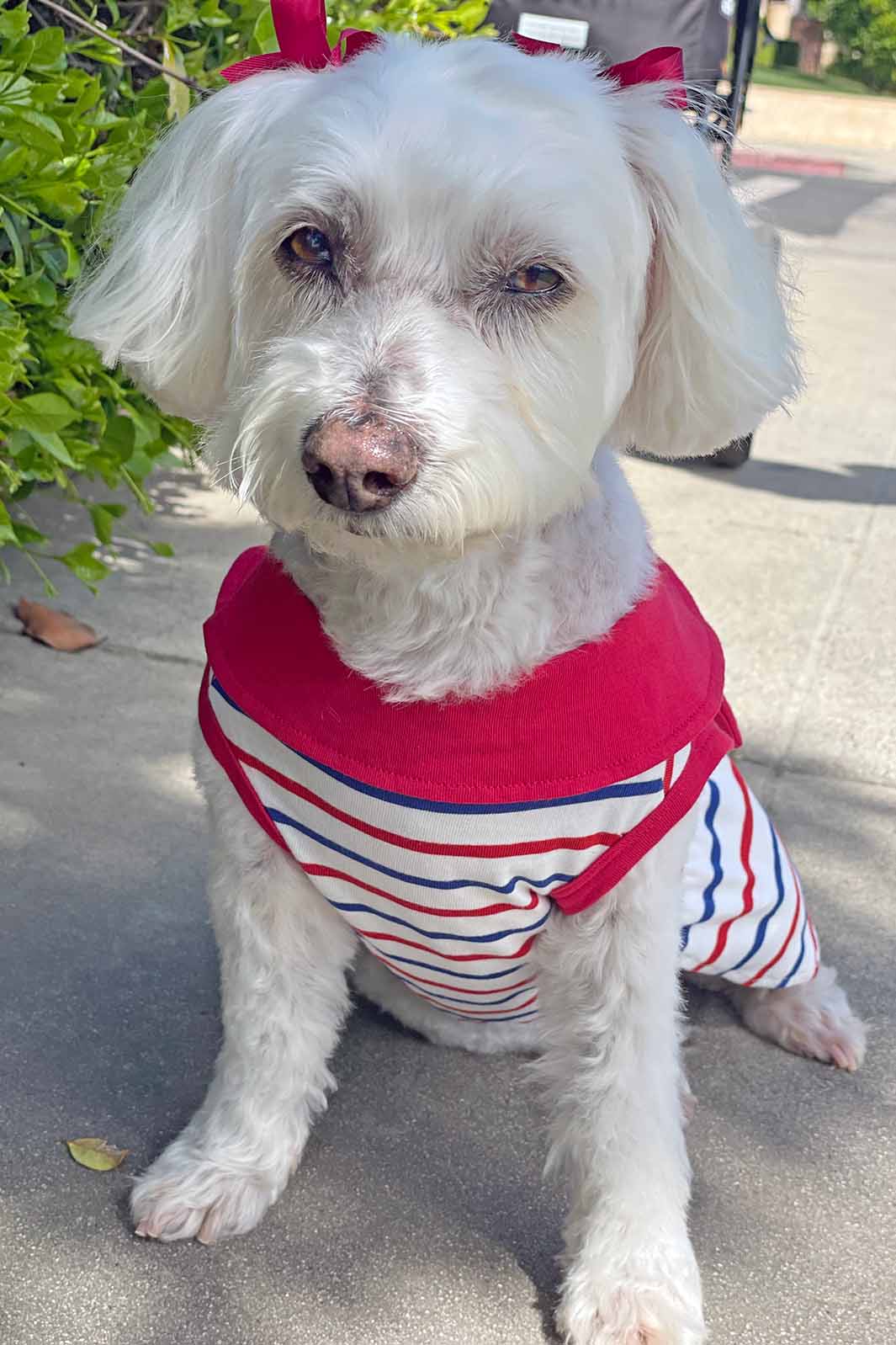 Willow, a Bichon Frise, Maltese and Havanese mix, sitting and looking at the camera dressed in the adorable Sailor Dog Dress from online dog clothing store they made me wear it.