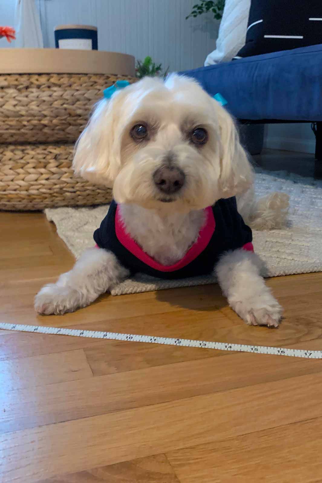 Willow, Bichon Frise, Maltese and Havanese mix, laying down wearing her "Eat, Sleep, Play, Poop" Dog Sweater.