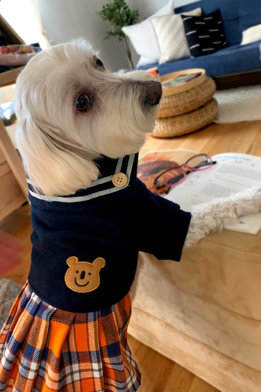 Willow, a Bichon Frise, Maltese and Havanese mix wearing the adorable Teddy Bear Plaid School Uniform for Dogs.