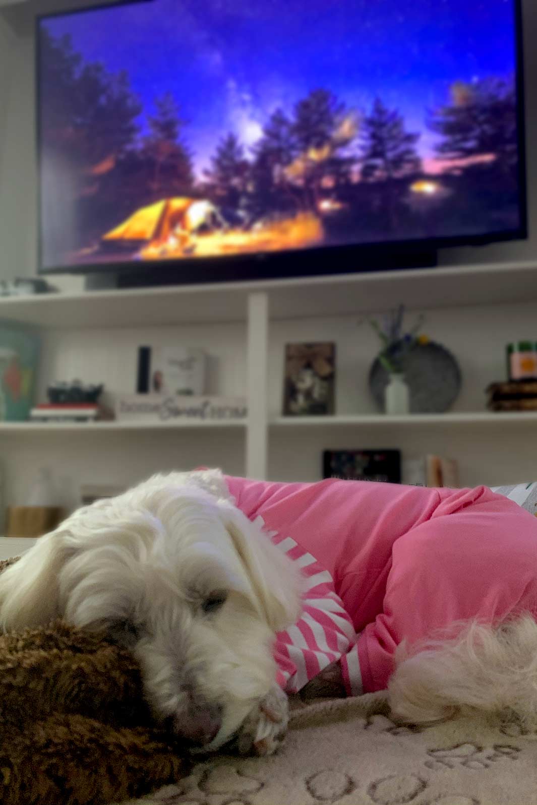 Willow, Bichon Frise, Maltese and Havanese mix wearing her pajamas, listening to calming and relaxing music for dogs while she drifts off to sleep.