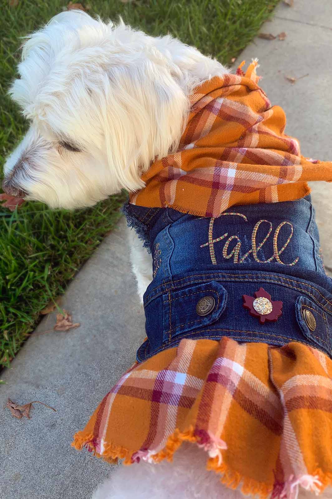 Willow, a bichon frise, maltese and havanese mix wearing a gorgeous fall autumn dress. 