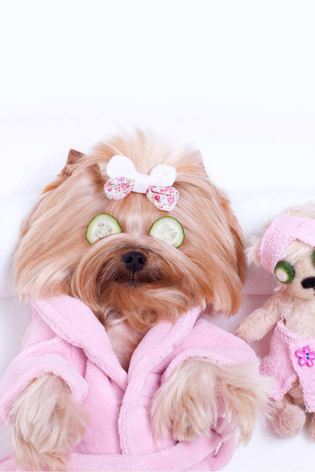 Adorable Yorkshire Terrier wearing a pink bathrobe and getting a massage at the spa