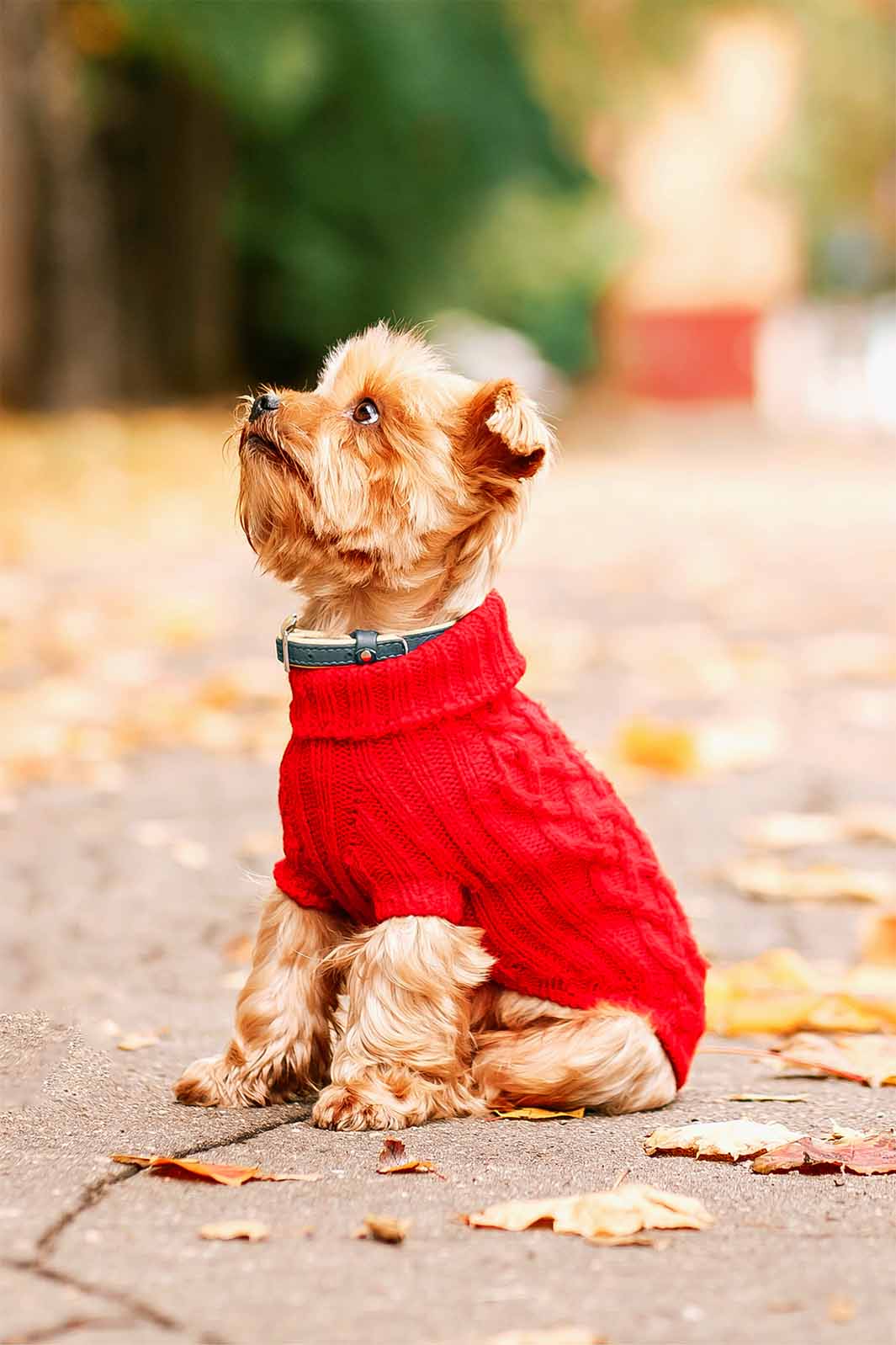 Paws and Patterns: Canine Couture for Fall – they made me wear it