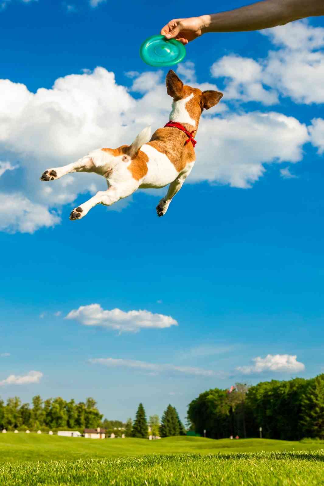 Awesome and active Jack Russell Terrier flying through the air catching a frisbee.