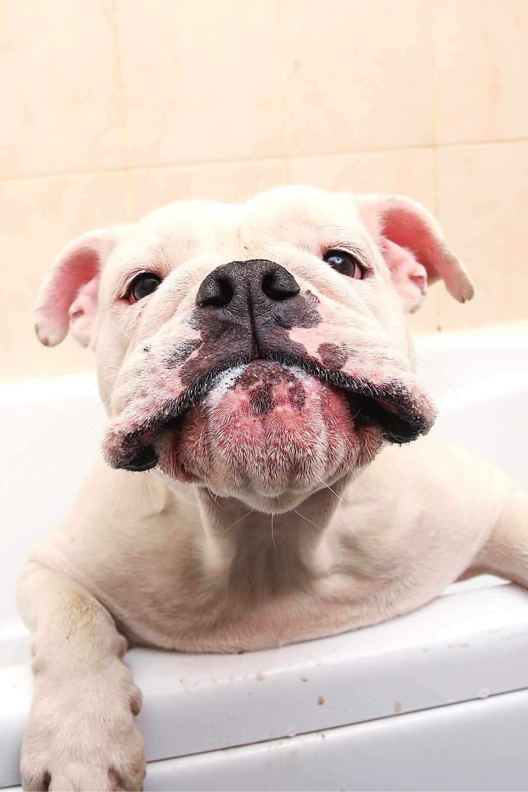 Adorable and dirty French Bulldog hanging over a bathtub in need of a bath.